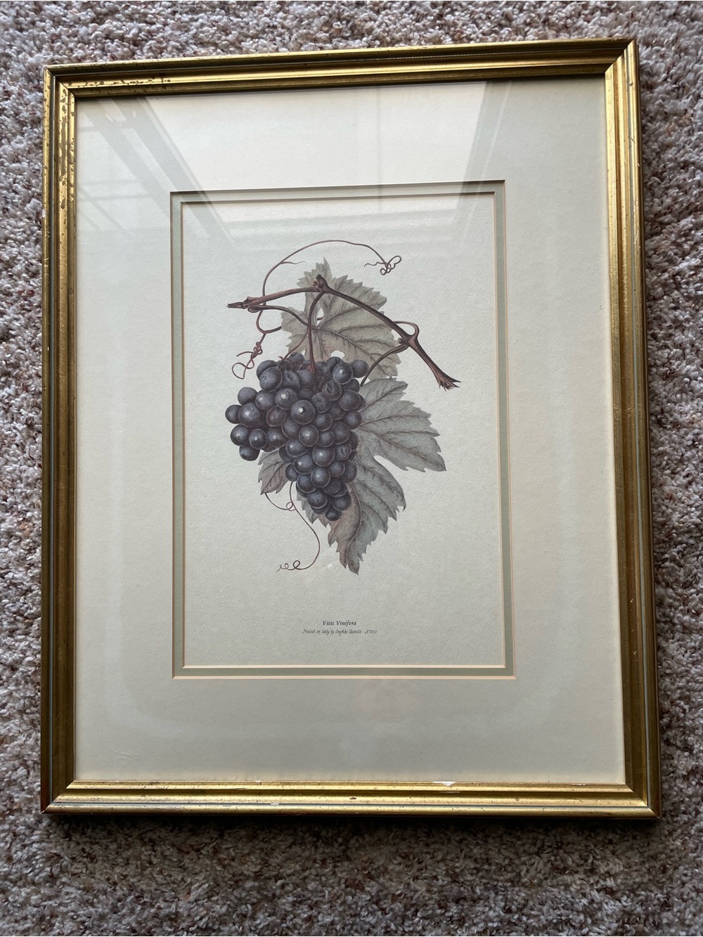 Italian Grapes Botanical Wall Art Vintage Gold Frame Kitchen Decor